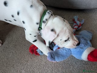 Dalmatian dogs Dalmatian puppies KC registered last 1 remaining - Advert 2