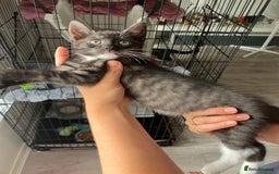 Russian Blue cats for sale: Silver tabby black tabby kittens  - Image 12