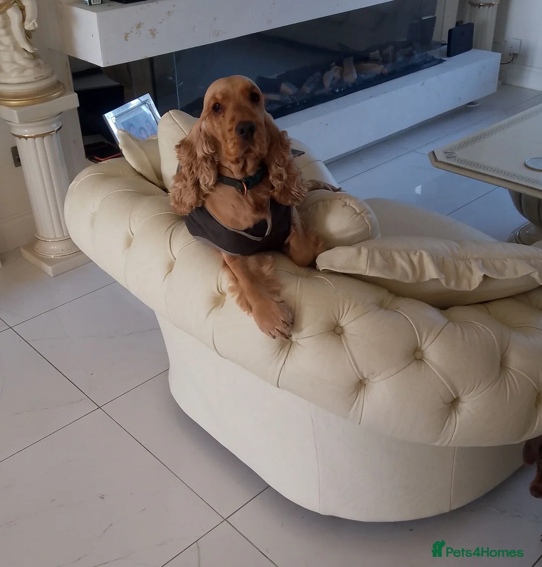 Cocker Spaniel dogs for sale: Kc registered Cocker Spaniel Puppies  - Advert 1