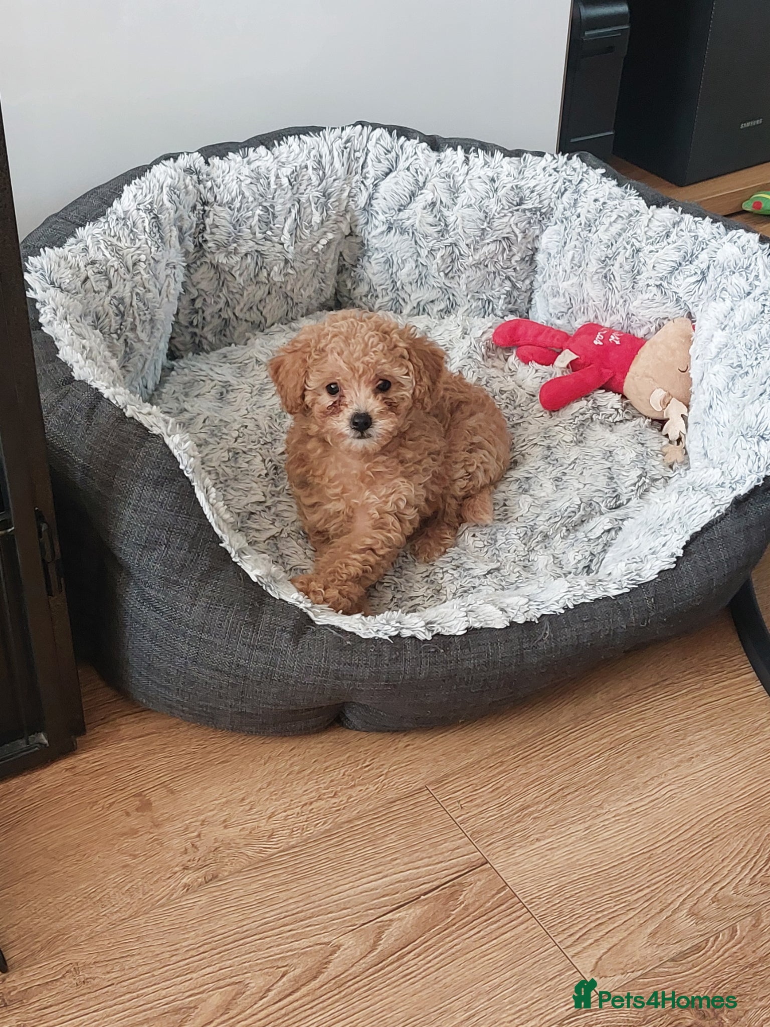 Toy Poodle dogs Tiny Asian Toy Poodle Puppies ( ONLY ONE LEFT) - Advert 17