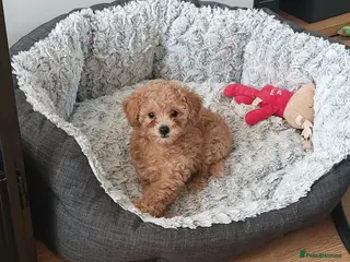 Toy Poodle dogs Tiny Asian Toy Poodle Puppies ( ONLY ONE LEFT) - Advert 7