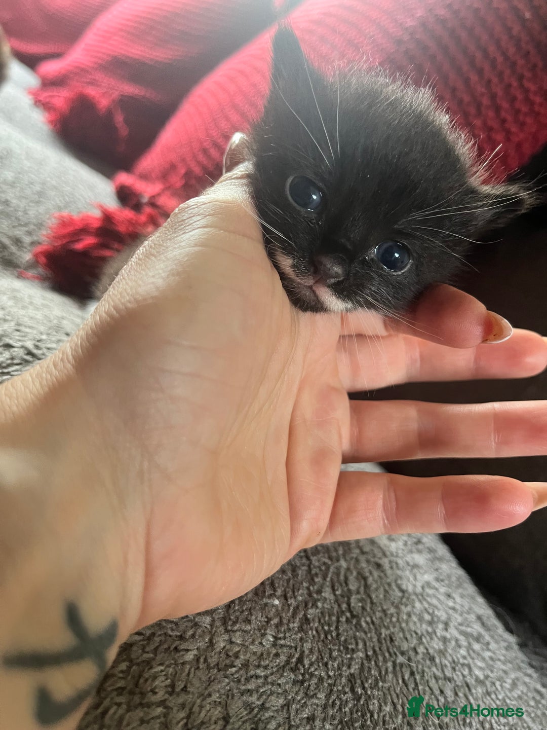Mixed Breed cats for sale: Last two boys left! - Image 8