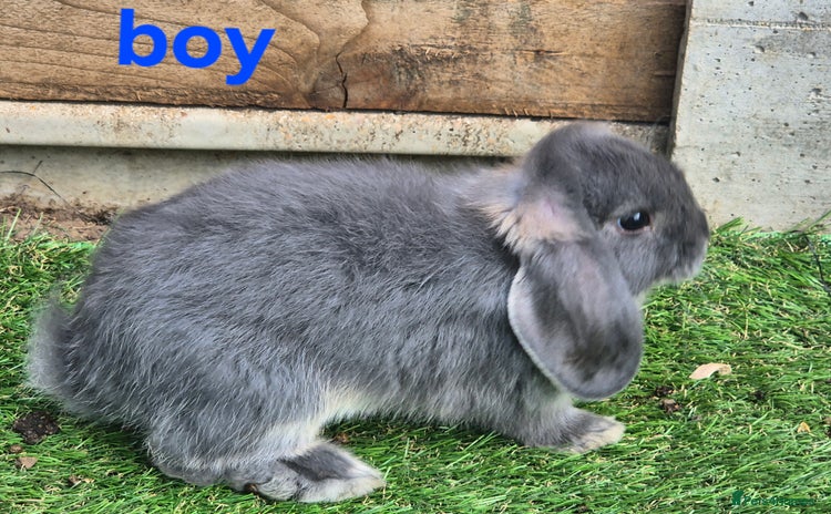 Mini Lop rabbits - Advert 1