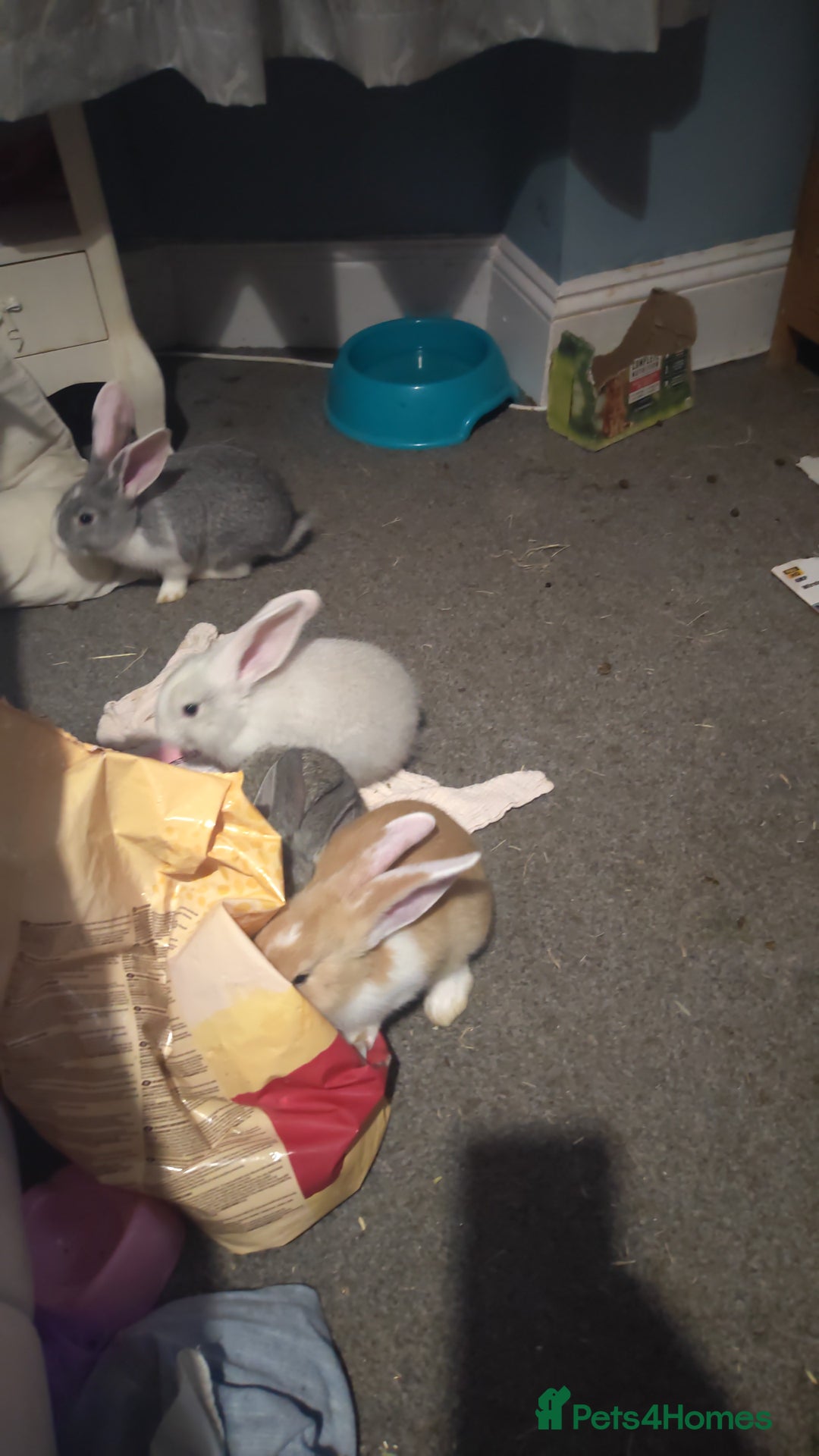 Flemish rabbits for sale: Pure flemish  - Image 4