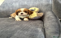 Cavalier King Charles Spaniel dogs for sale: Ready to go 🐶 Cavalier King Charles Spaniels - Image 16