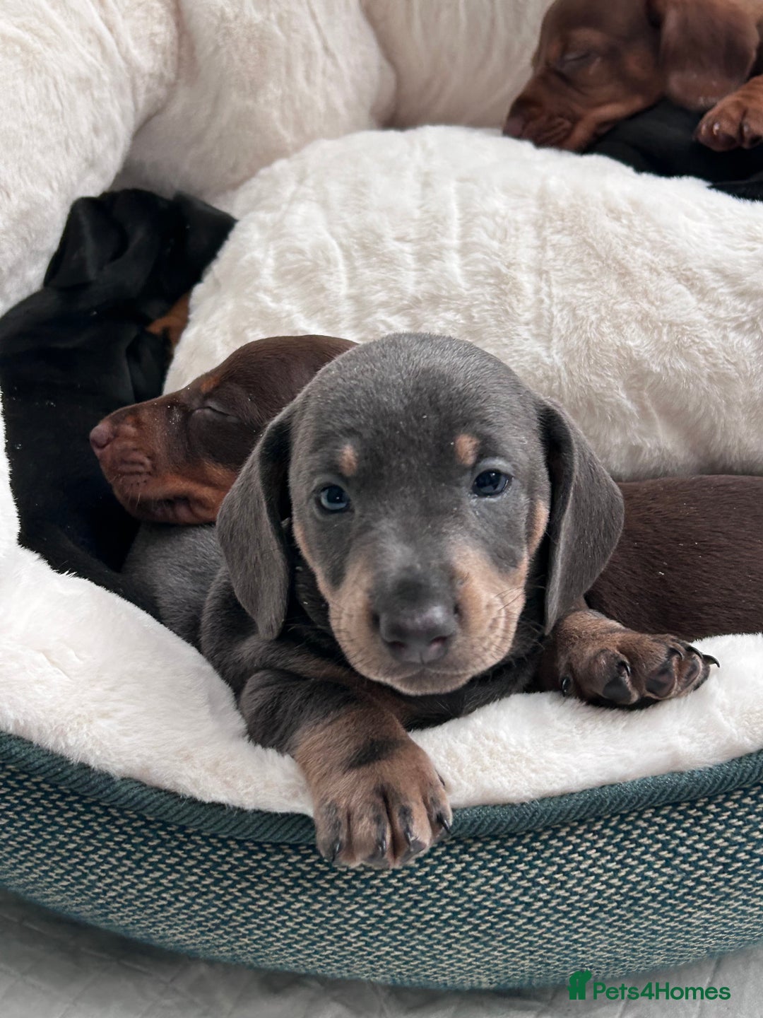Miniature Dachshund dogs for sale: Miniature Dachshund Puppies ready to go 3/12/25 - Advert 20