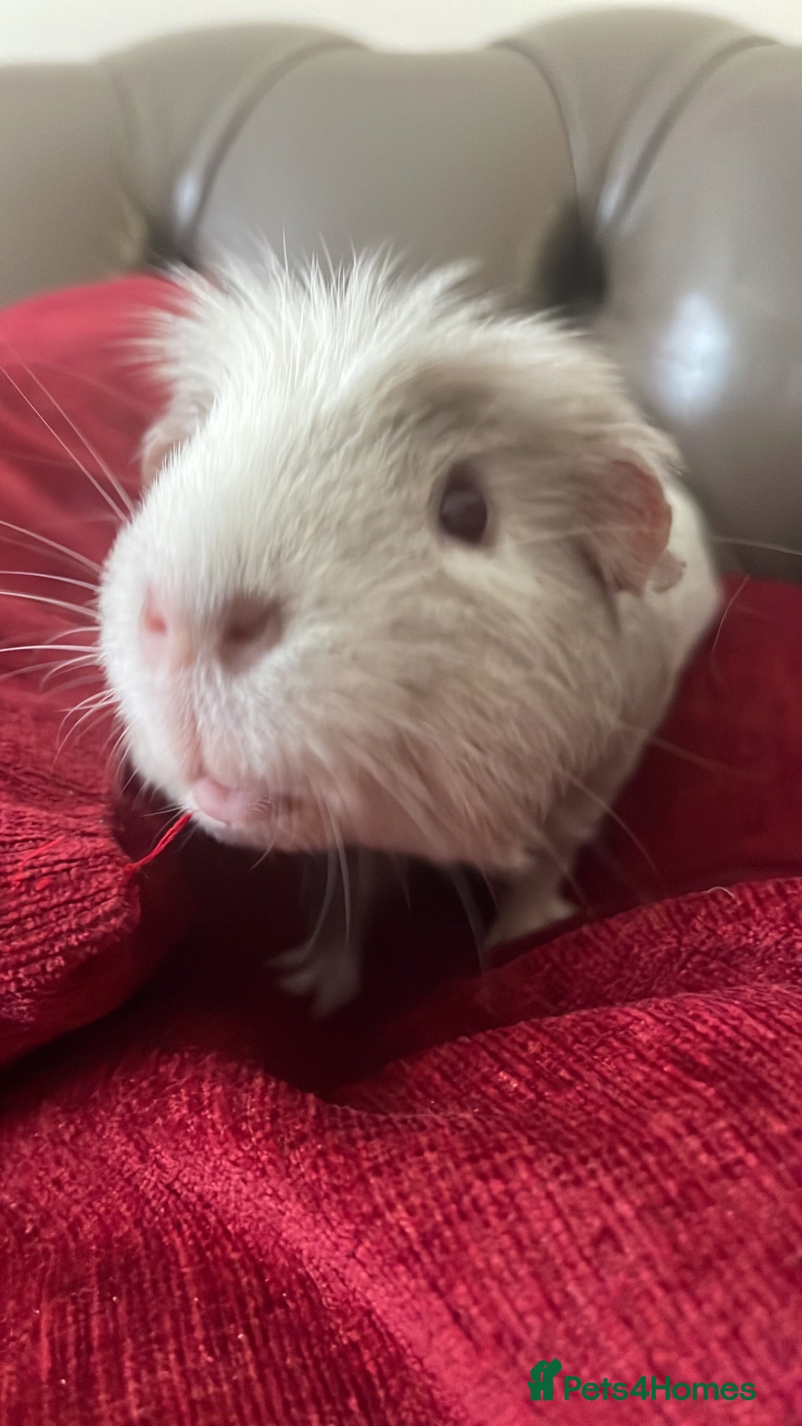 Guinea Pig rodents Two beautiful Guinne pigs  - Advert 2
