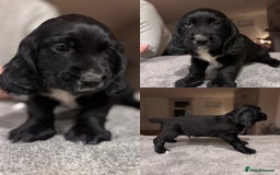 Sprocker dogs for sale: 1 LEFT READY TO GO Sprocker Dogs - Working Home - Image 1