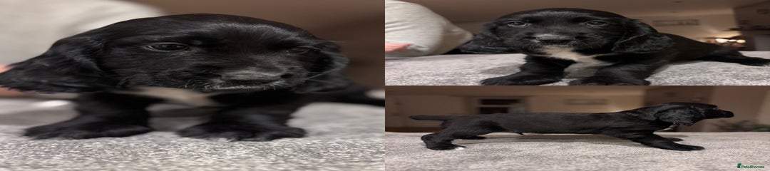 Sprocker Puppy 2