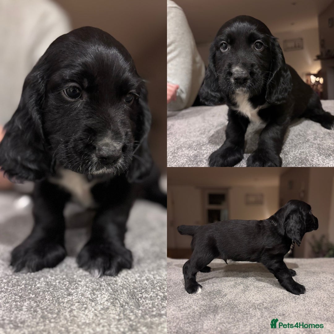 Sprocker dogs for sale: 1 LEFT READY TO GO Sprocker Dogs - Working Home - Image 1
