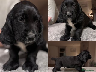 Sprocker dogs - Advert 21