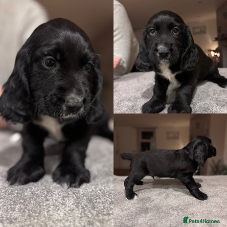 Sprocker dogs - Advert 9