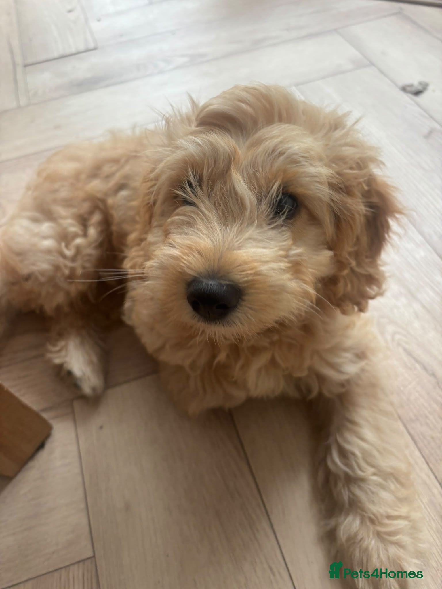 Cockapoo dogs Hawarden puppies 🐶  - Advert 1