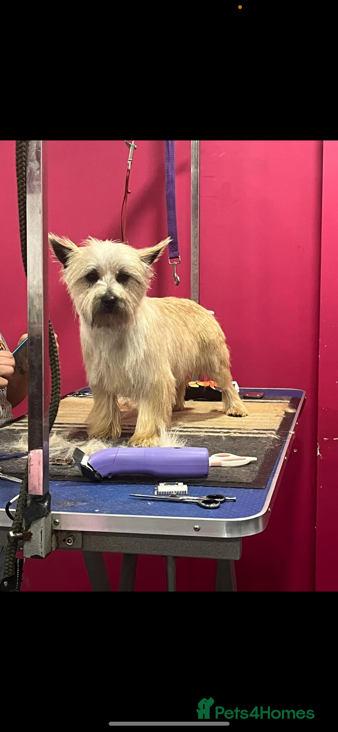 Cairn Terrier dogs for sale: Cairn terrier puppies  - Advert 17