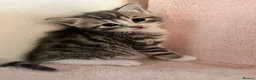 Siberian cats for sale: Four Fluffy kittens - Advert 4