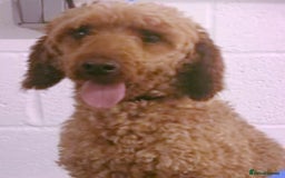 Cavapoo dogs for sale: DNA Health Tested Cavapoos  - Image 17