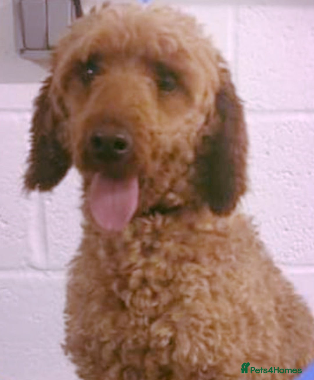 Cavapoo dogs for sale: DNA Health Tested Cavapoos  - Image 17