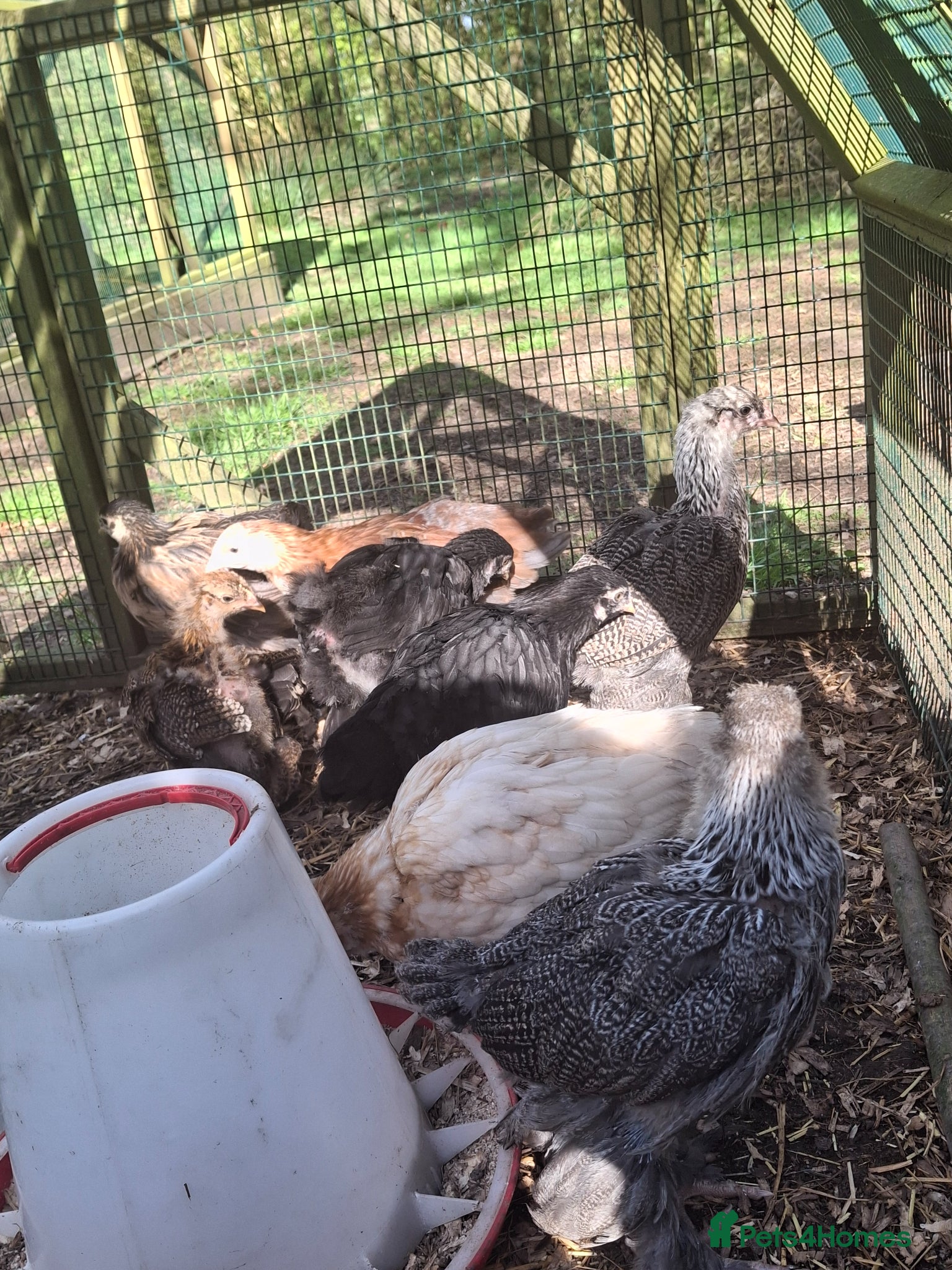 Chickens poultry for sale: Beautiful pure Brahma and Brahma cross chicks - Advert 6