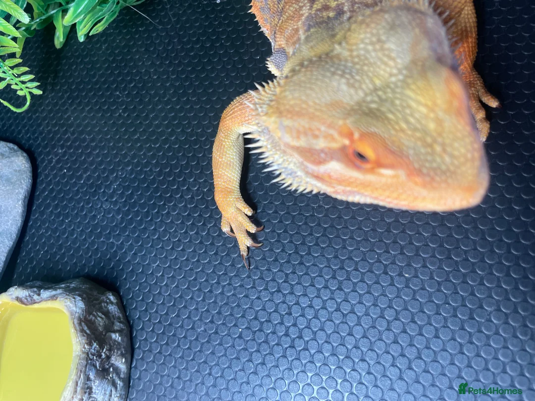 Bearded Dragon reptiles for sale: Bearded dragon and set up in Wilmslow - Advert 6