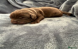 Labrador Retriever dogs for sale: Beautiful Chocolate Labrador Puppies - Image 5