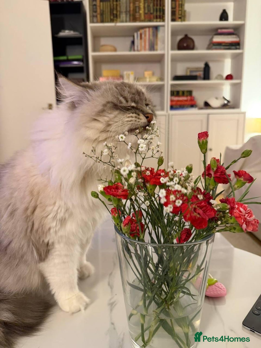 Siberian cats for sale: Rare Siberian Cats Available😻💯 - Advert 11