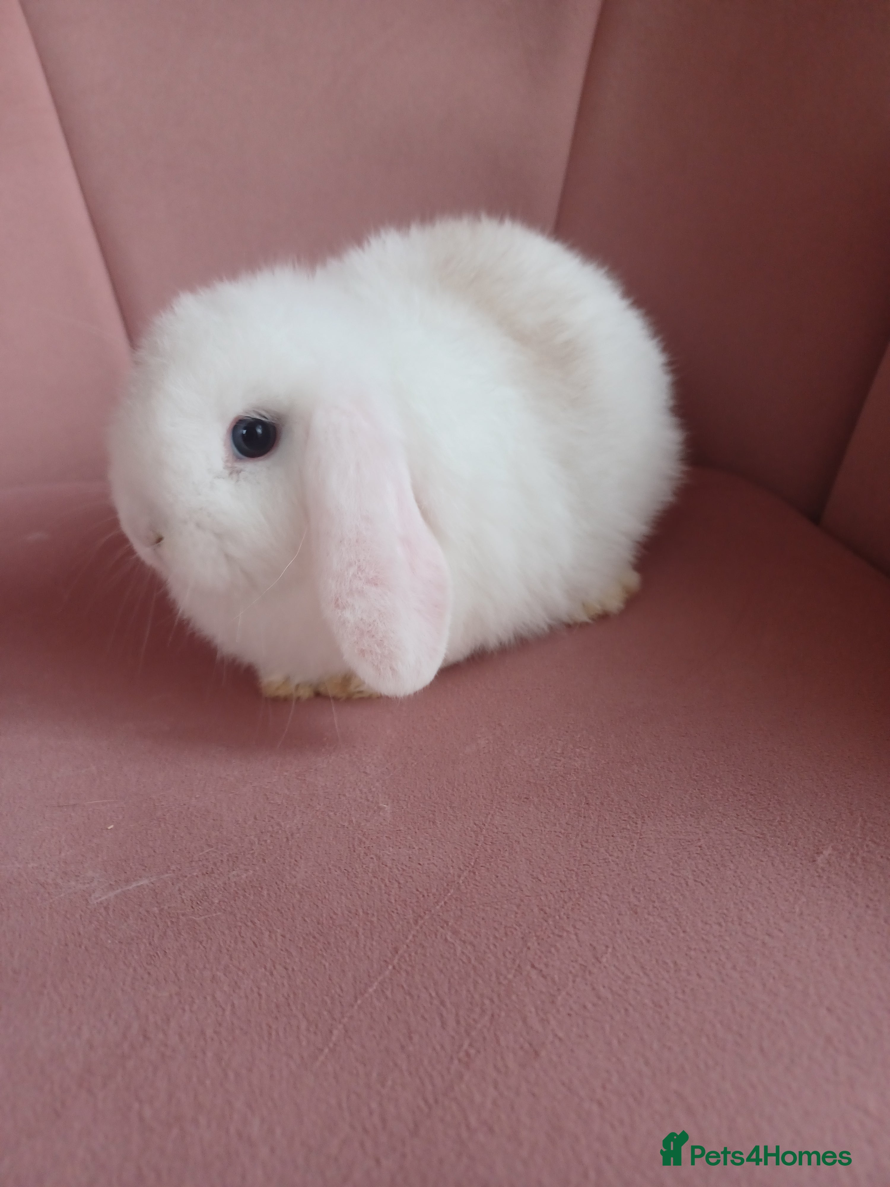 Mini Lop rabbits Beautiful mini lop Chocolate Magpie 9 weeks  - Advert 10