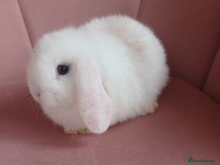 Mini Lop rabbits Beautiful mini lop Chocolate Magpie 9 weeks - Advert 10