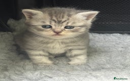 Scottish Fold cats for sale: Scottish straights  - Image 23