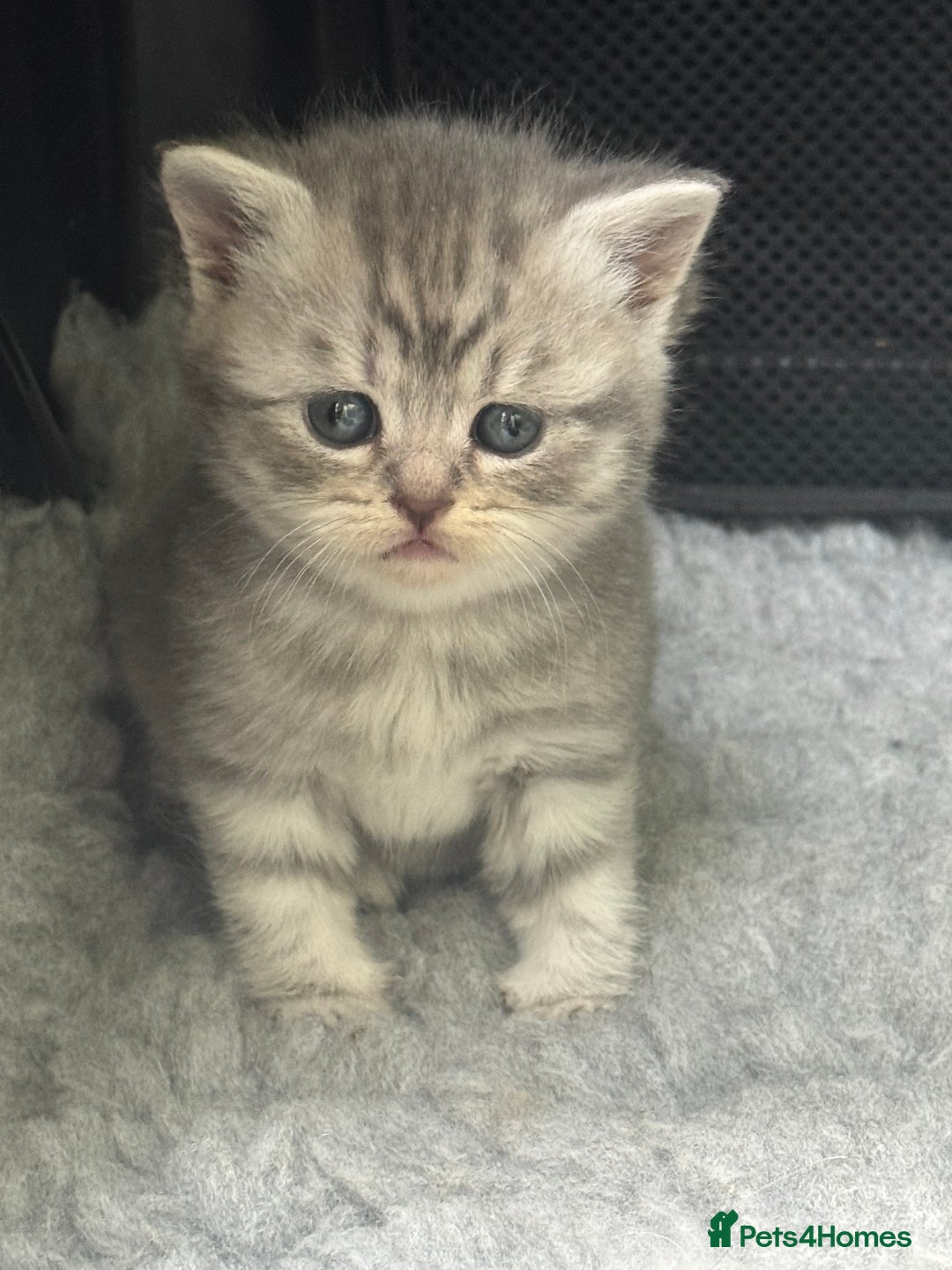 Scottish Fold cats for sale: Scottish straights  - Image 23