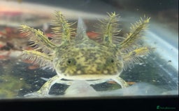 Axolotl reptiles for sale: Lots of baby Axolotls in Launceston - Image 9