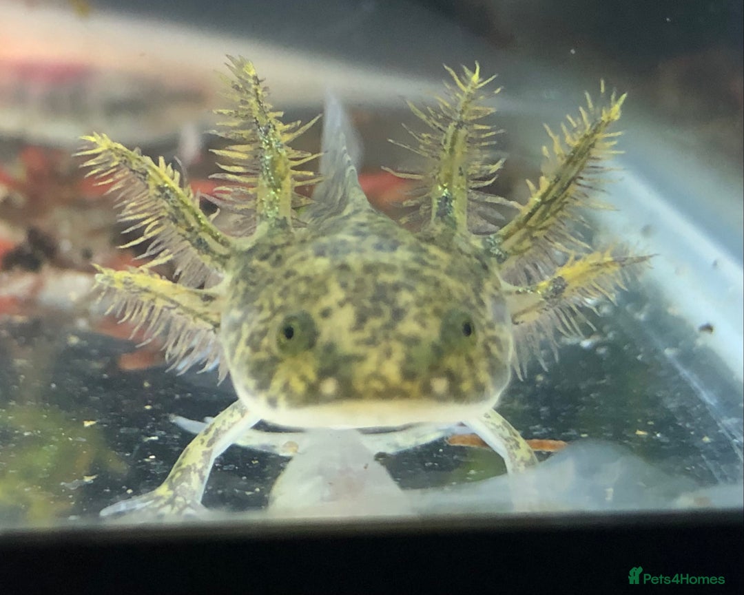Axolotl reptiles for sale: Lots of baby Axolotls in Launceston - Image 9