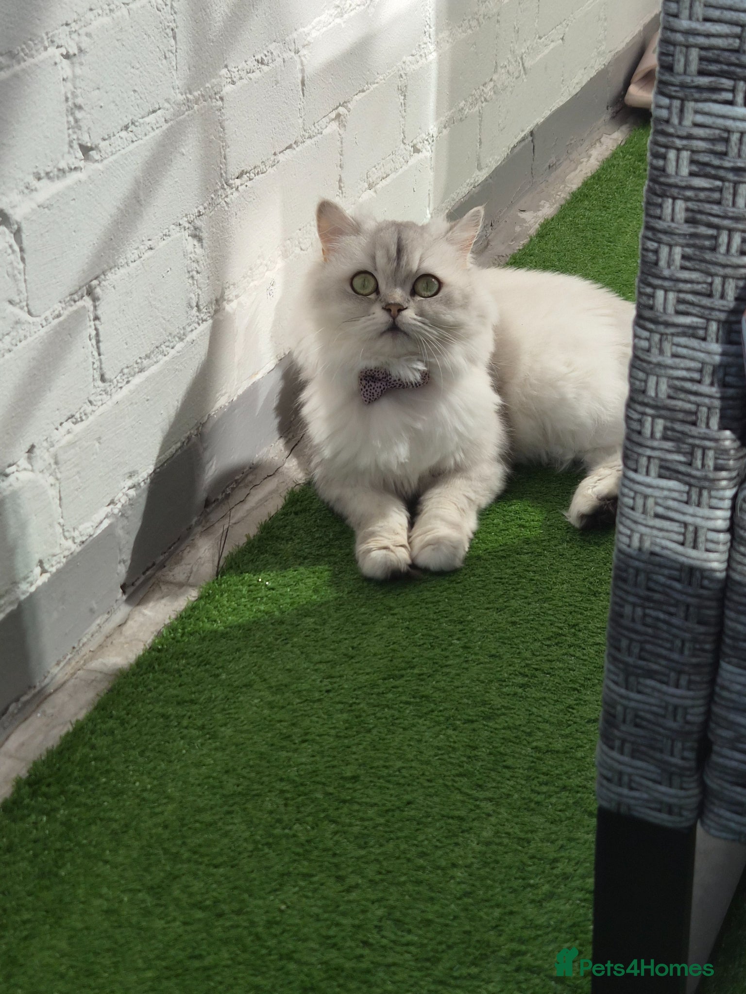 Persian cats Pure Persian silver chinchilla - Advert 2
