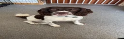 Welsh Springer Spaniel dogs for sale: Spring spaniel  - Advert 2