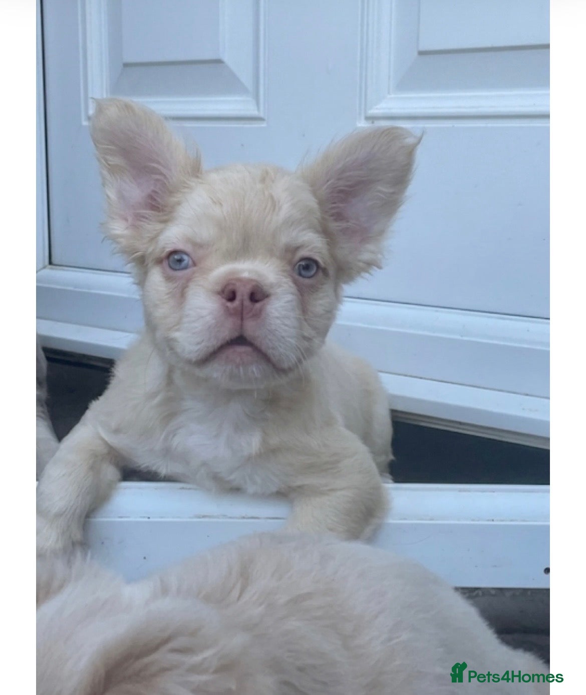 French Bulldog dogs for sale: 🔥 Male Platinum Fluffy Frenchies -Carrying PINK  - Advert 5