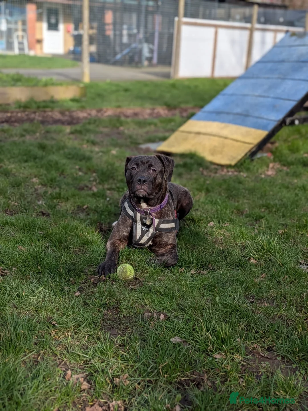 Cane Corso dogs for adoption: Peaches - Advert 4