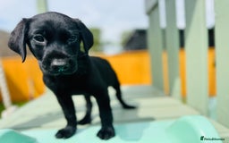 Labrador Retriever dogs for sale: KC Registered Labrador Babies 🐾🐾🐾 - Image 18