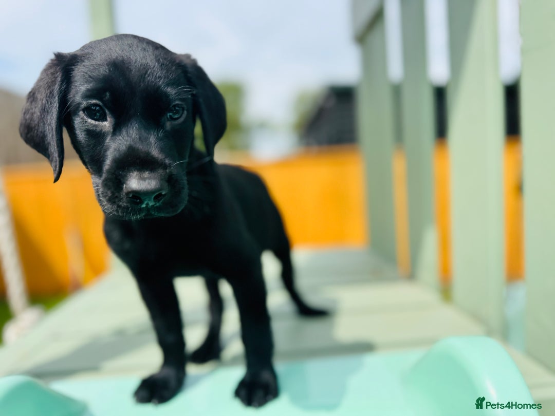 Labrador Retriever dogs for sale: KC Registered Labrador Babies 🐾🐾🐾 - Image 18