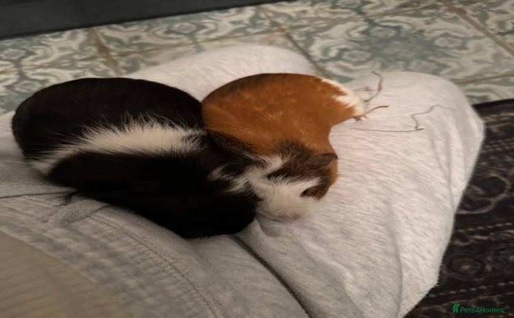 Guinea Pig rodents - Advert 2