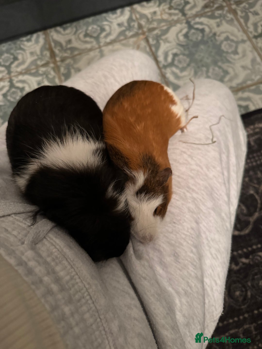 Guinea Pig rodents for sale: 2 sisters bonded female  - Image 1