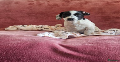 Mixed Breed dogs in Frome - Advert 8