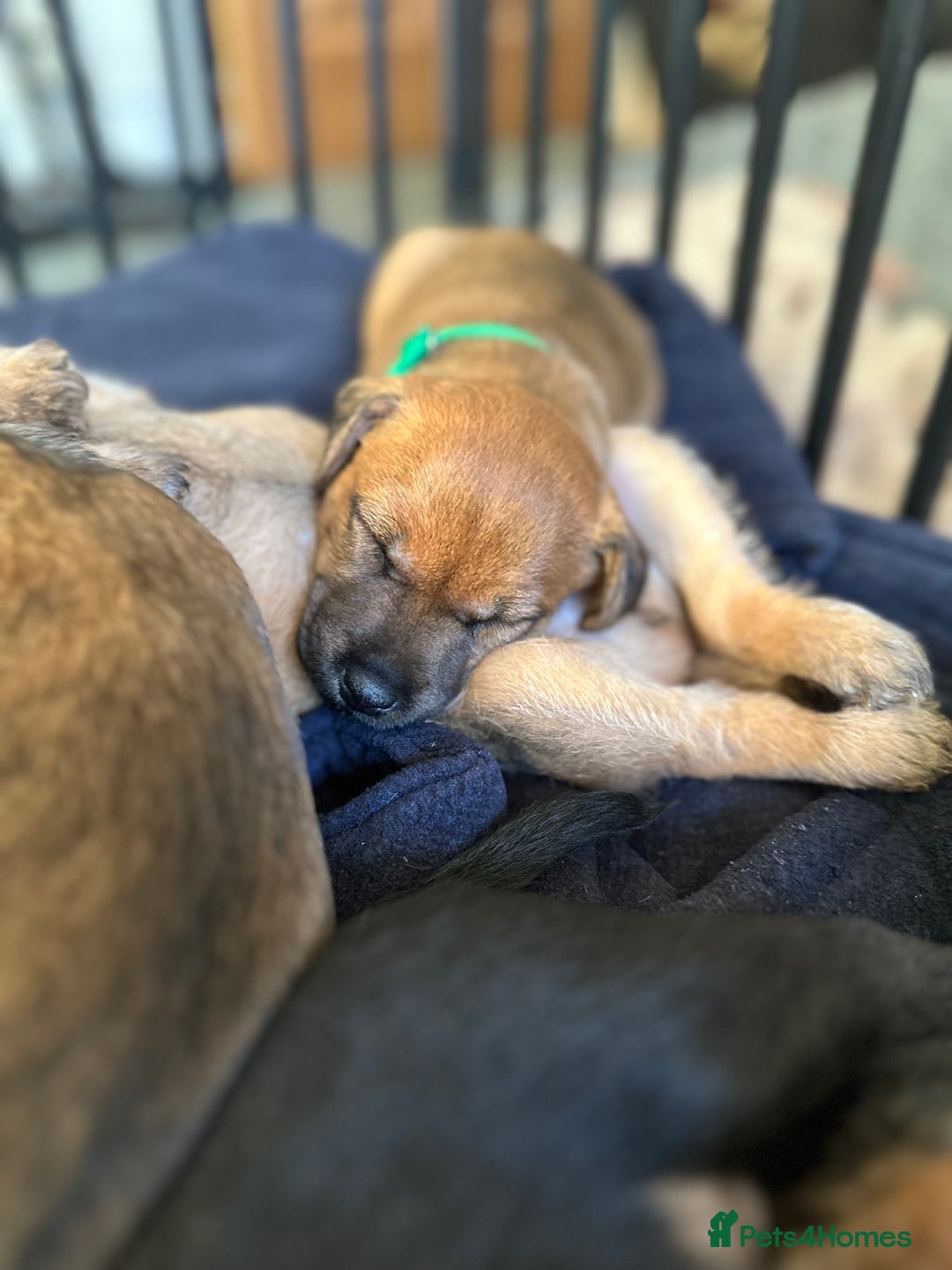 Patterdale Terrier dogs for sale: 5 Gorgeous Patterdale Puppies  - Advert 24