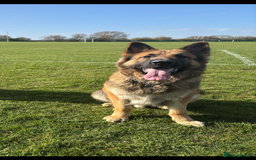 German Shepherd dogs for stud: Gorgeous German Shepherd male for stud - Image 1