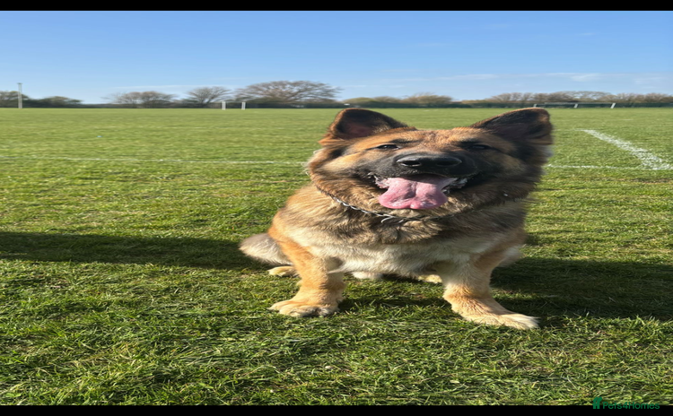 German Shepherd dogs - Advert 7