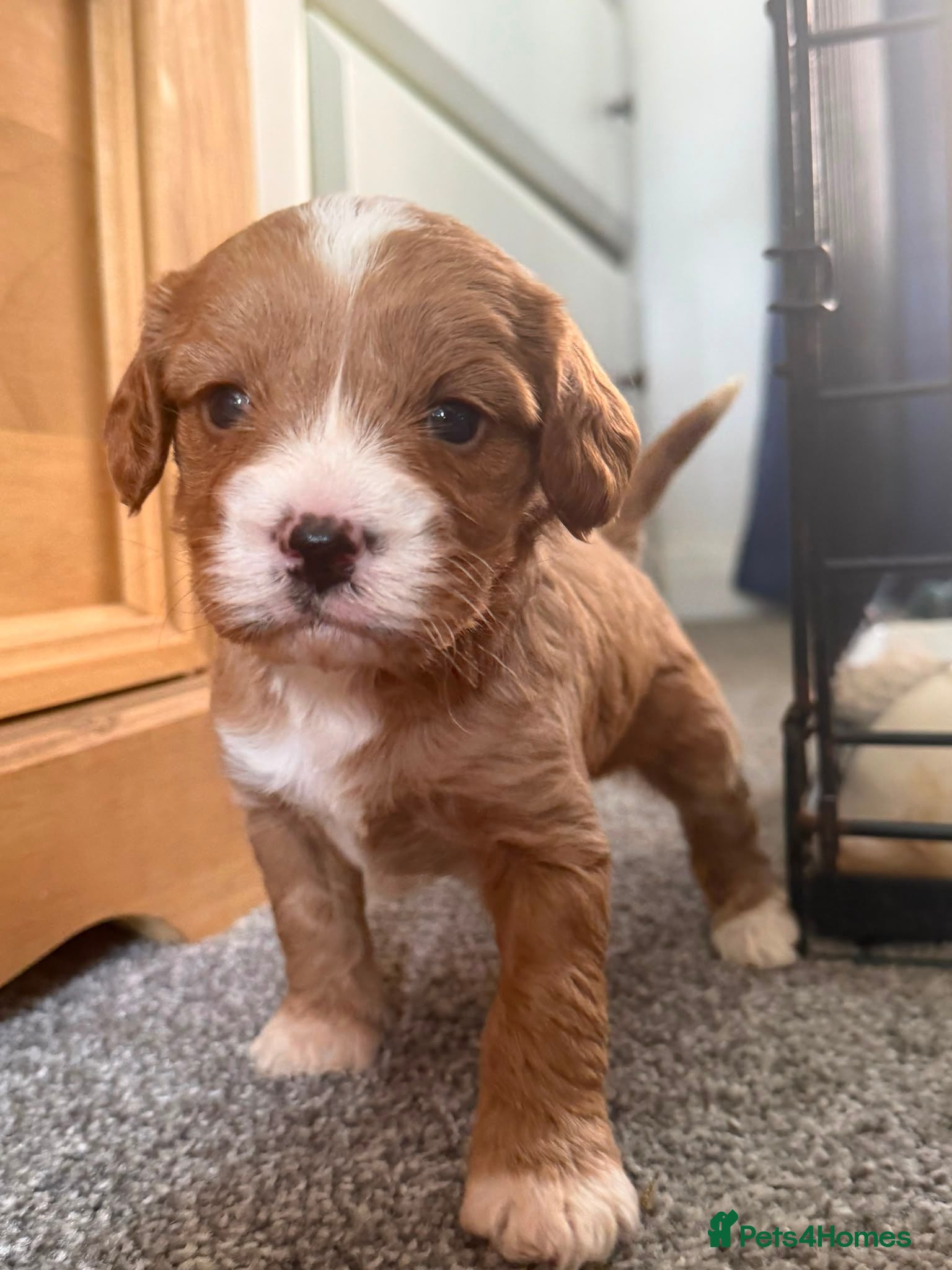Cavapoo dogs 3 beautiful cavapoos - Advert 15