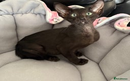 Oriental cats for sale: Gccf Beautiful oriental and Siamese ki - Image 7