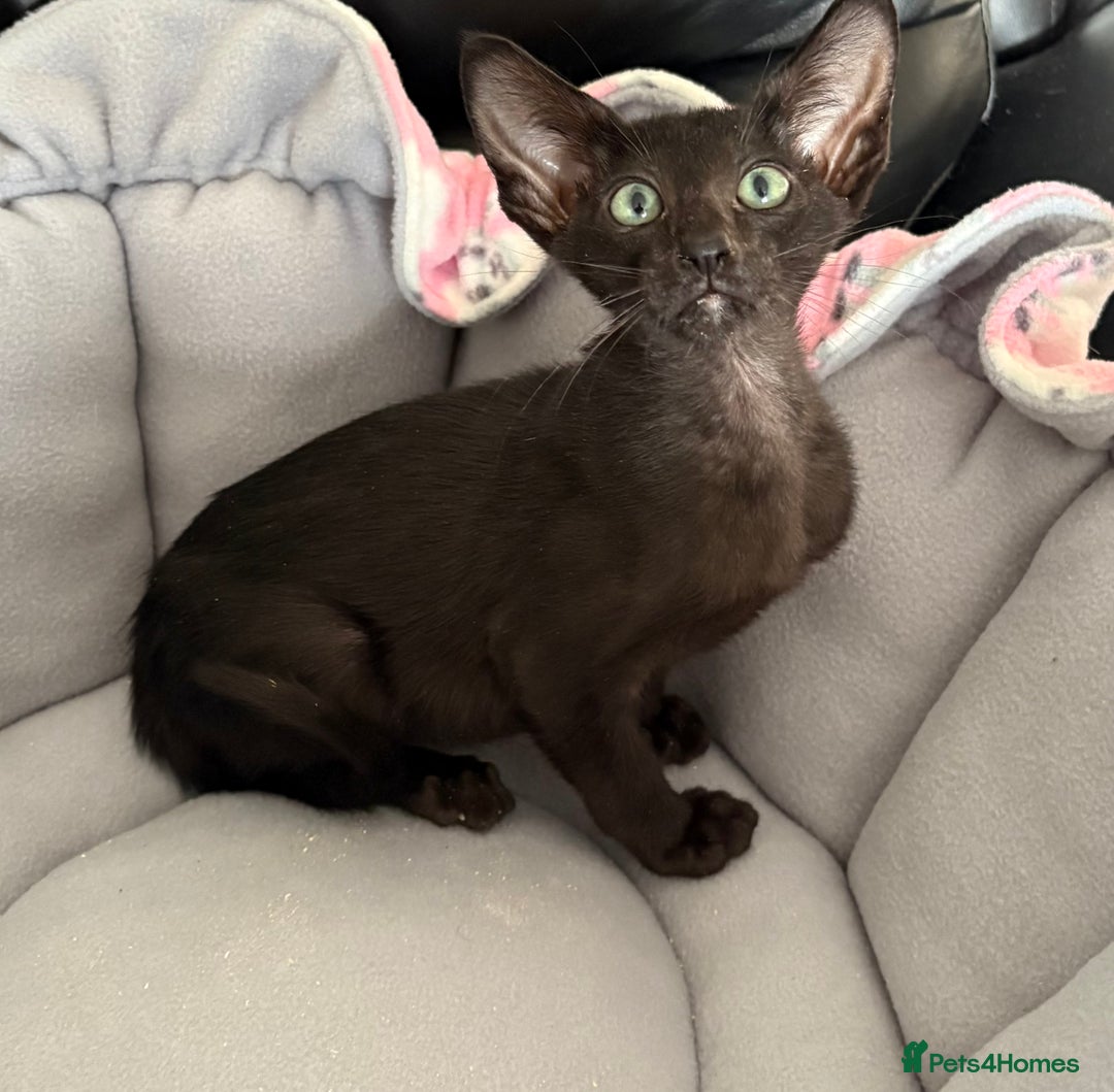 Oriental cats for sale: Gccf Beautiful oriental and Siamese ki - Image 7