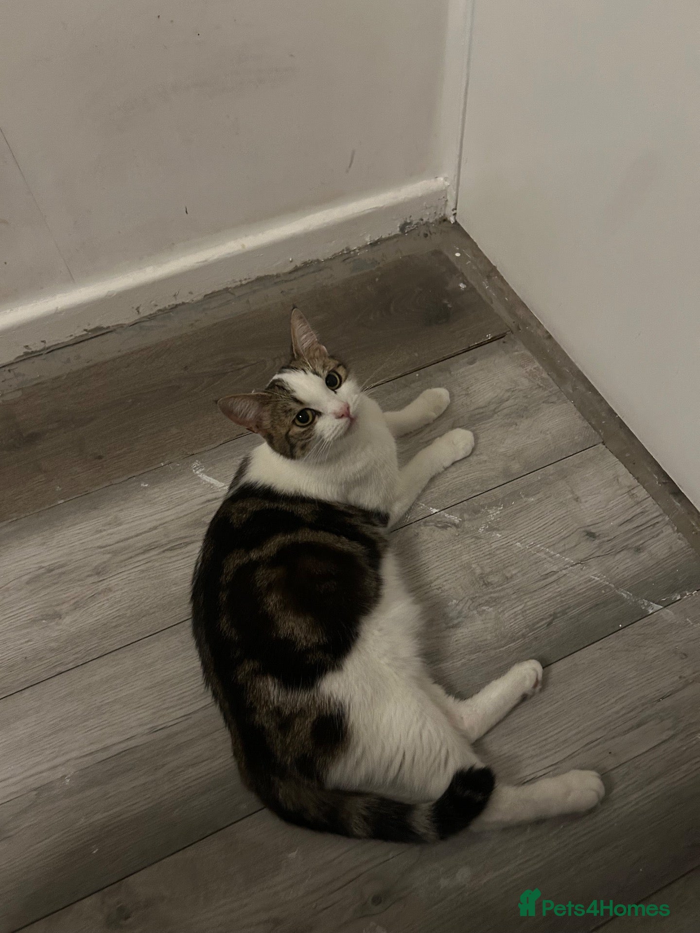 Mixed Breed cats 2 girls and 2 boys ready on 28 th October  - Advert 3
