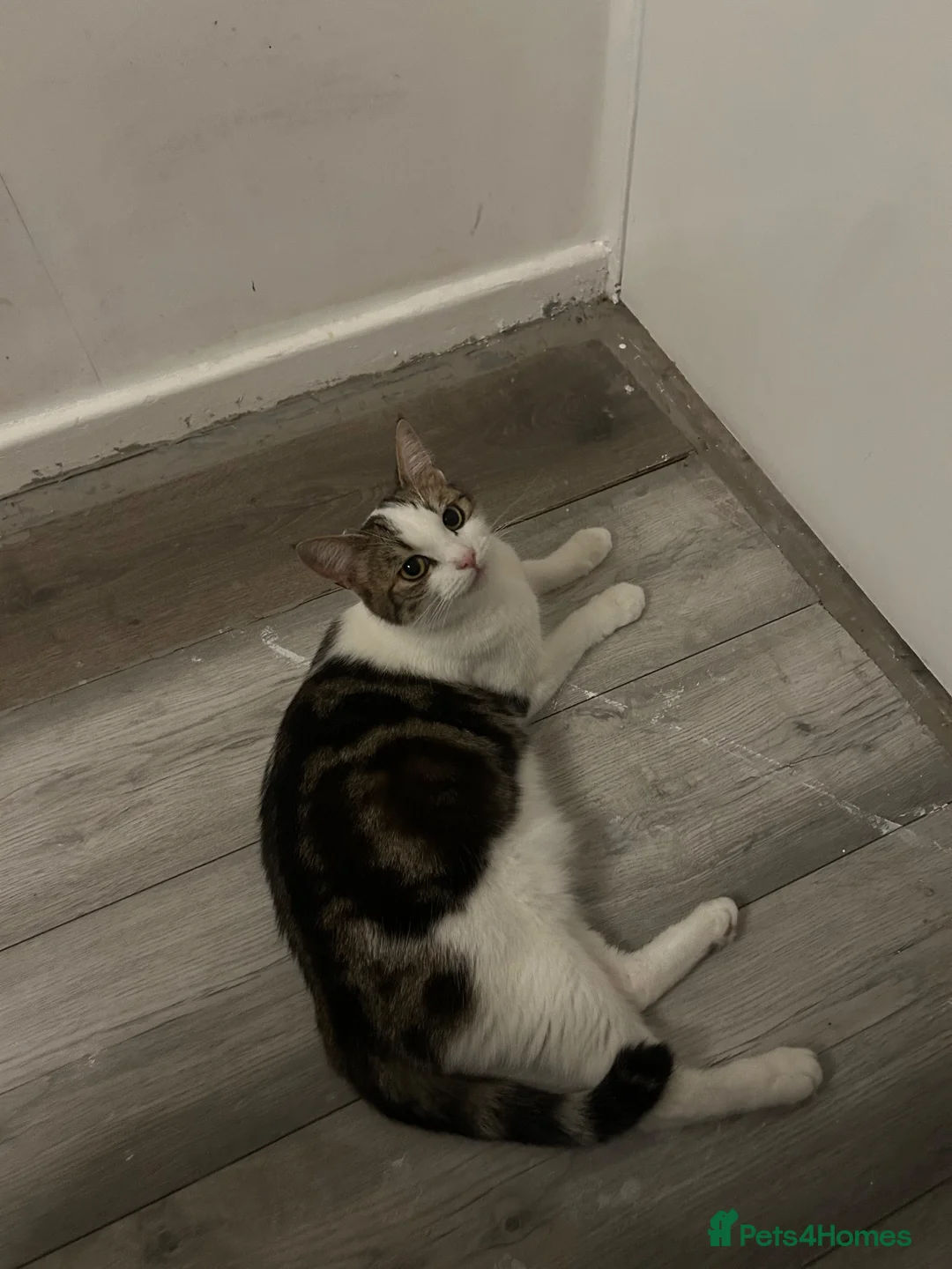 Mixed Breed cats for sale: 2 girls and 2 boys ready on 28 th October  - Advert 1