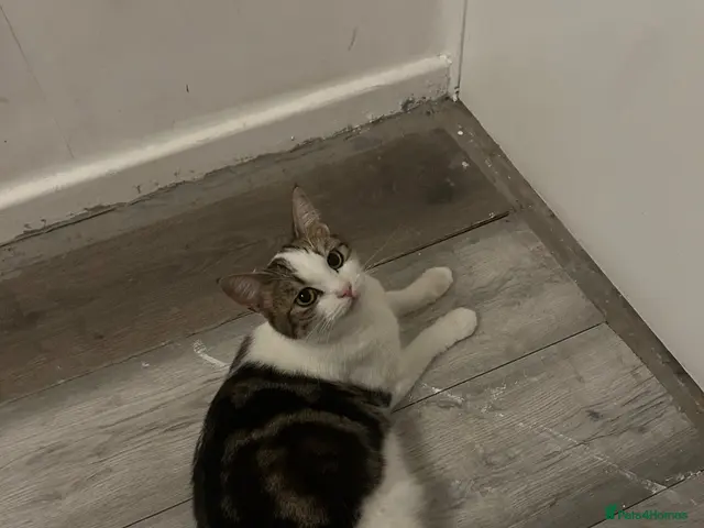 Mixed Breed cats 2 girls and 2 boys ready on 28 th October - Advert 3