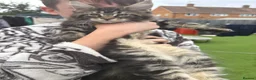 Maine Coon cats for sale: 🐾PUREBRED🐾 Registered Mainecoon Kittens - Advert 25